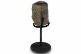 Polished Fossil Theropod Rib Section w/ Metal Stand - Gembone #294831-1